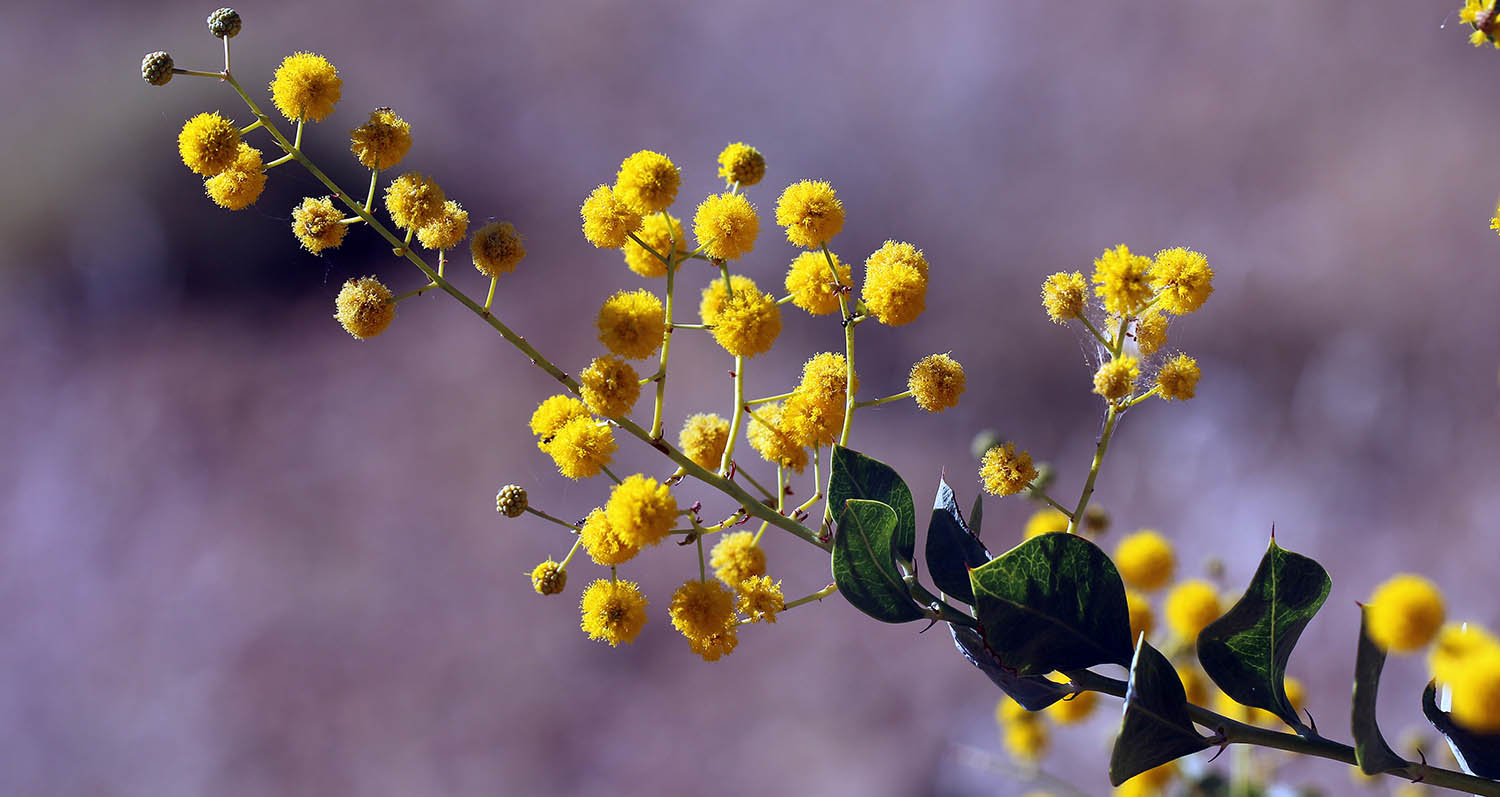 acacia-pyrifolia-pilbara