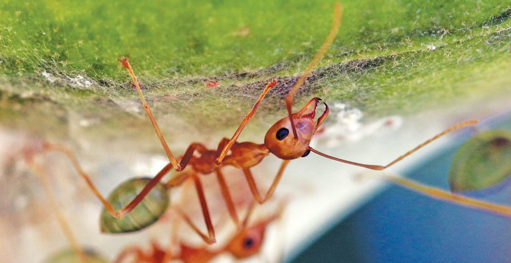ant-green-vansittart