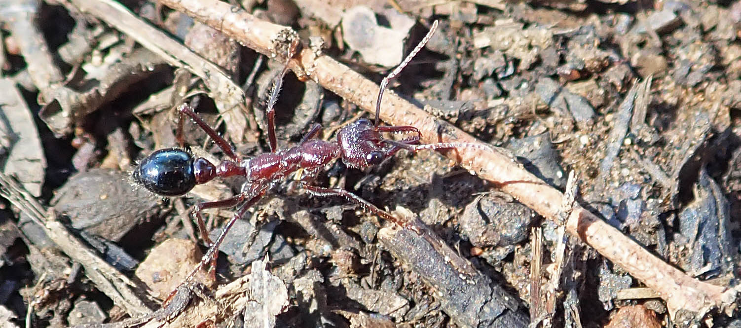 ant-inchman-bruny