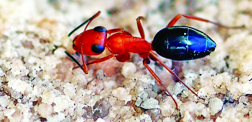ant-jerky-opisthopsis-vansittart