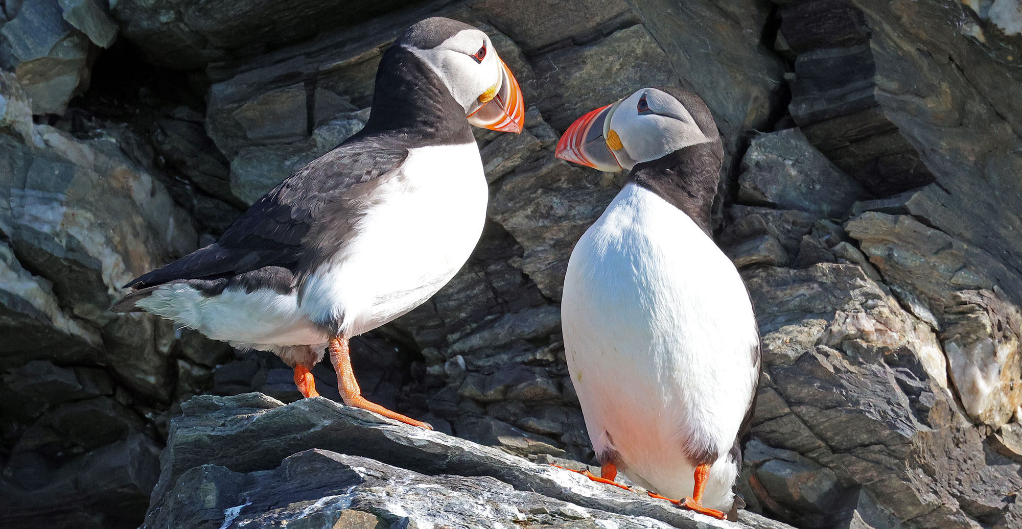 atlantic-puffin-svlabard-