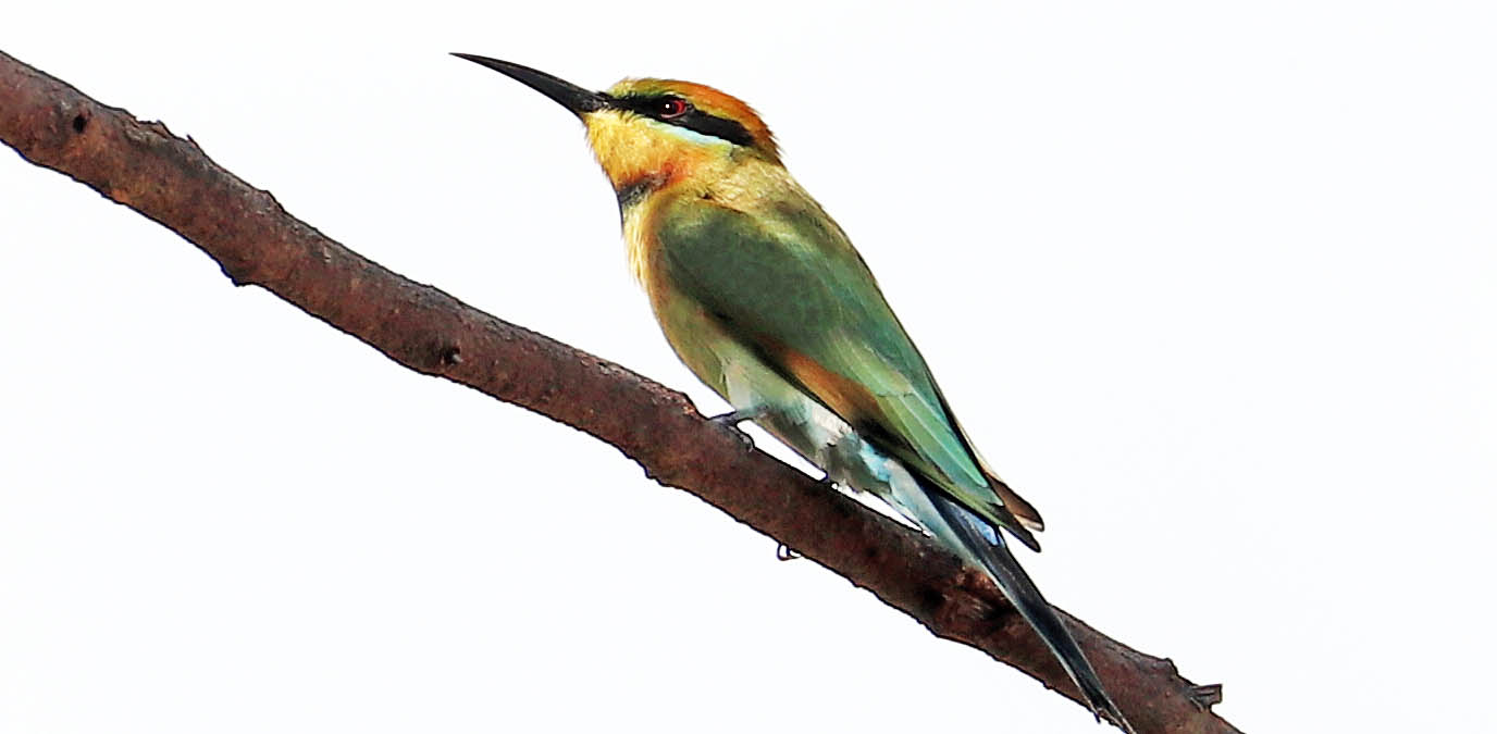 bee-eater-rainbow-darwin-botanical-gardens