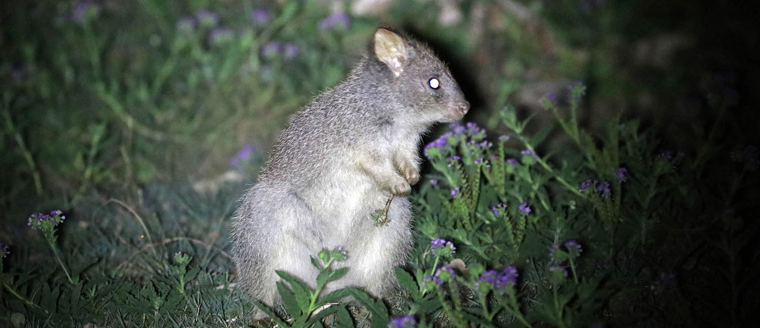 bettong-rufous-crows-nest