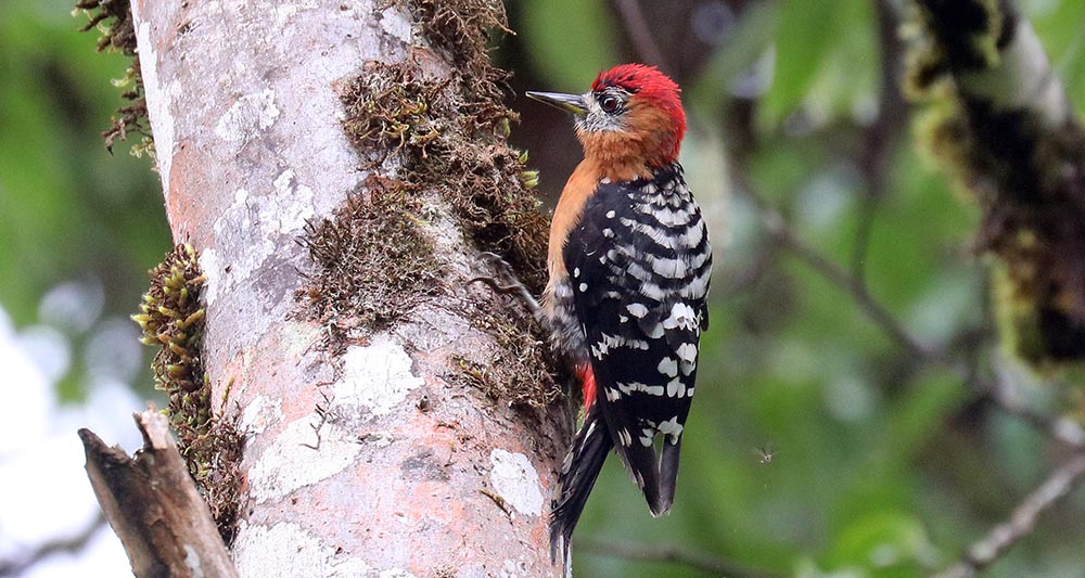 bhutan-woodpecker-bellied