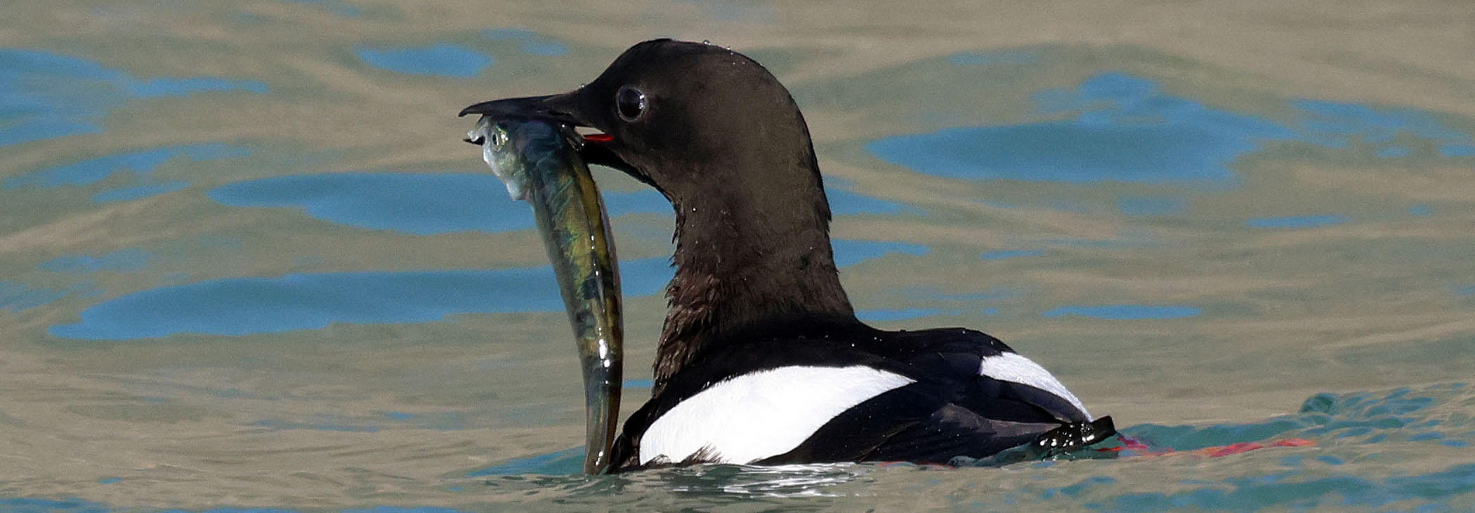 black-guillemot