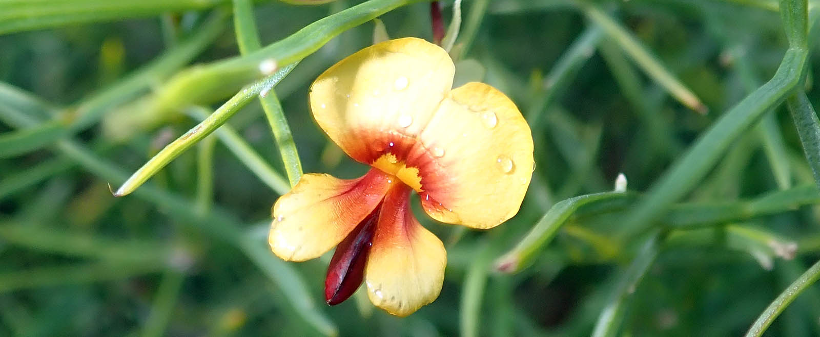 bossiaea-lino-cape-to-cape-WA