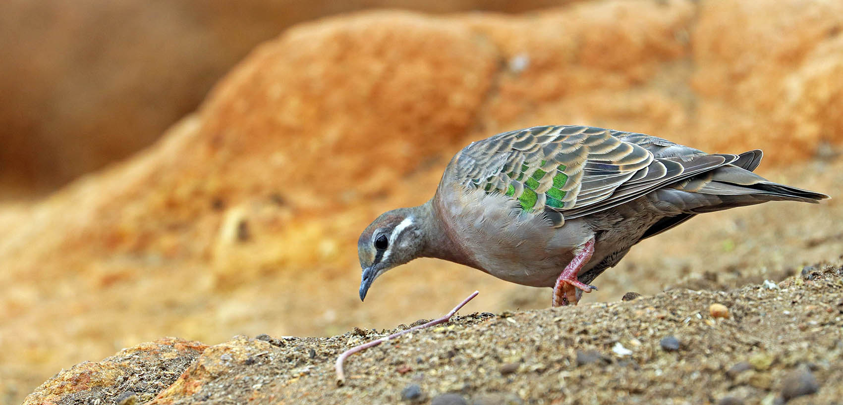 bronzewing-common-john-forest