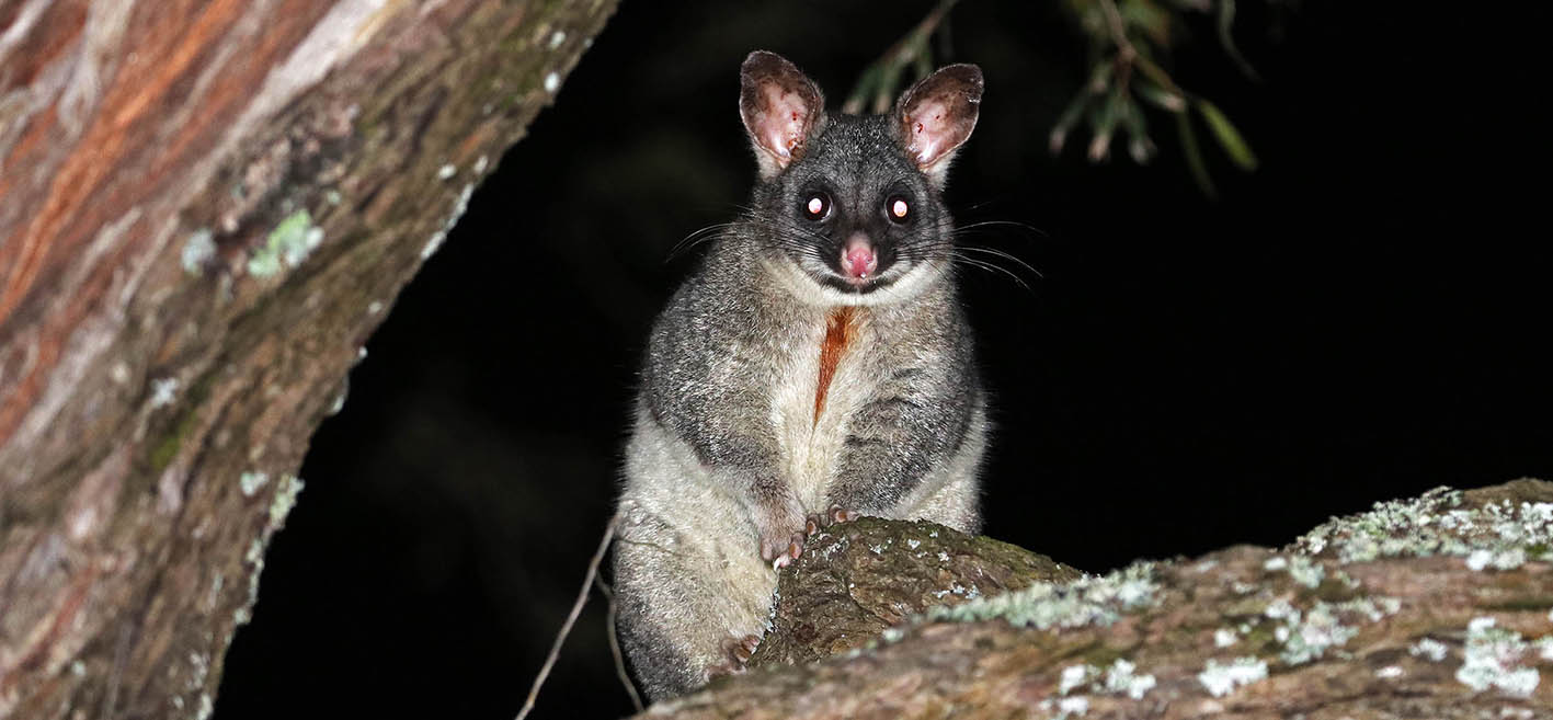 brushtail-common-busselton