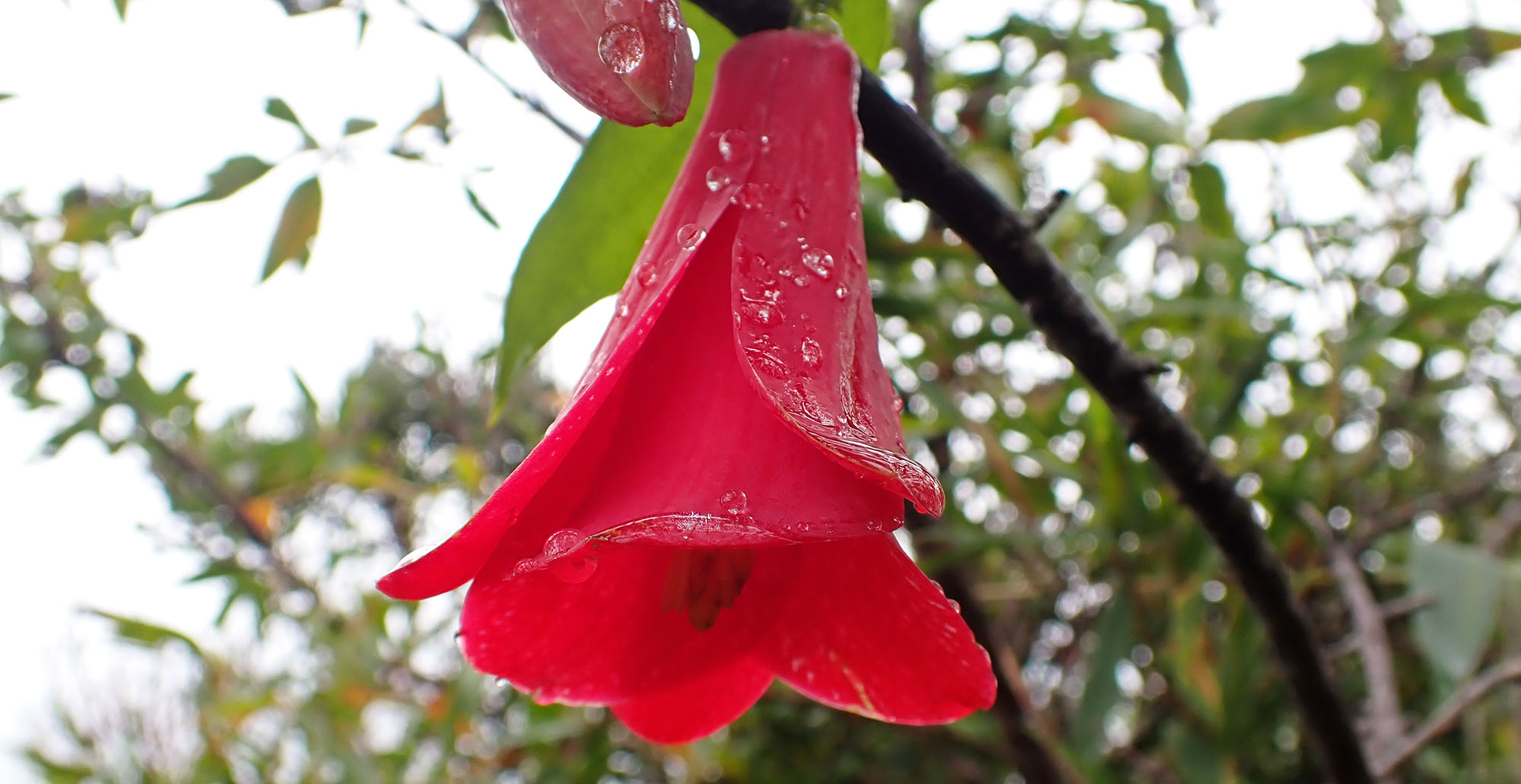 chilean-bell-flower-