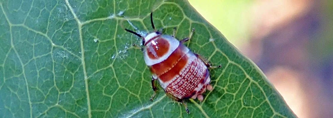 cockroach-ellipsidion-swift
