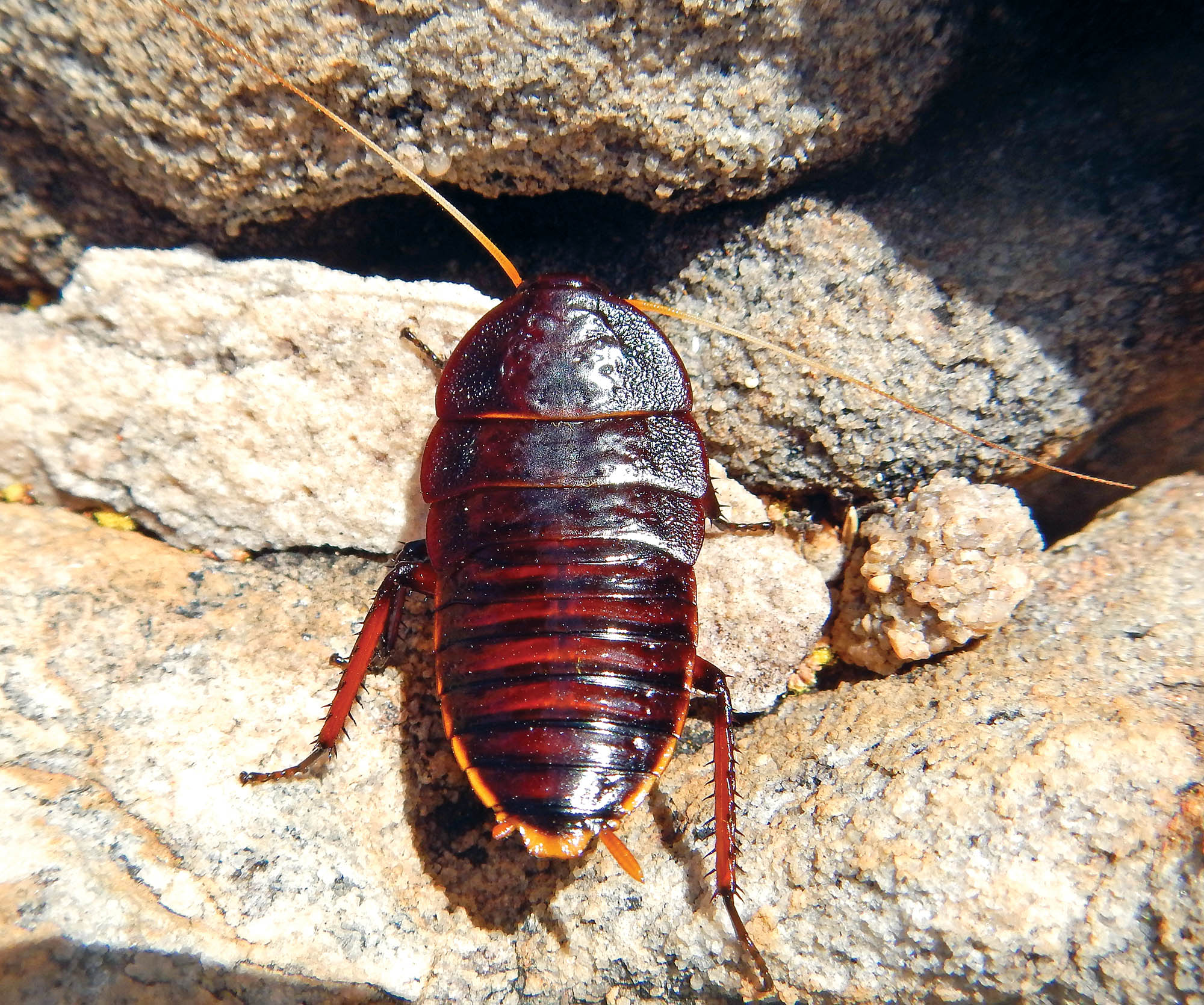 cockroach-vansittart