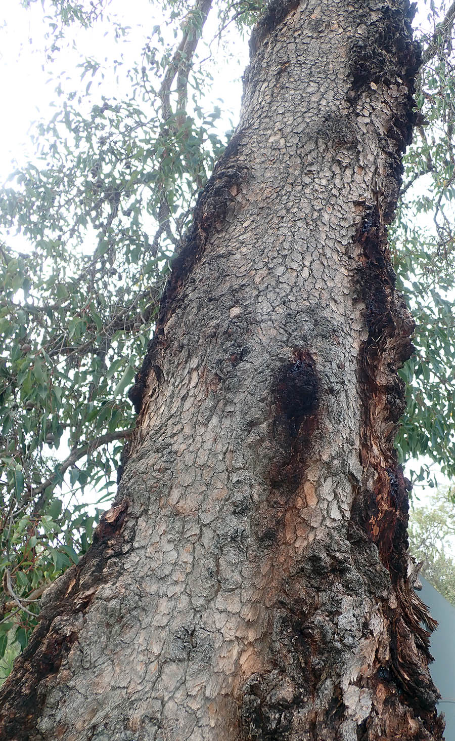 corymbia-calophylla-marri-jphn-forrest