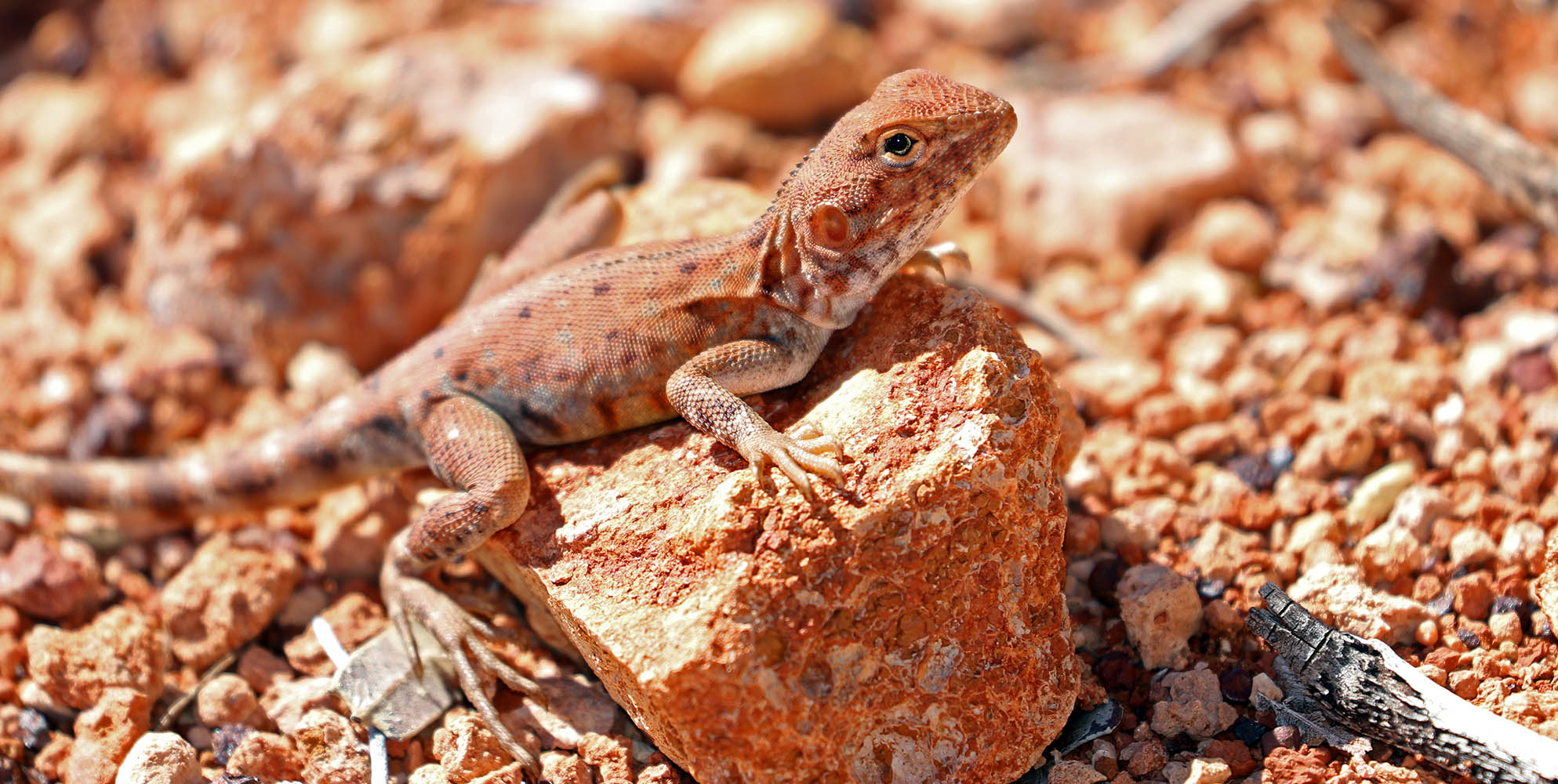 dragon-western-tailed-millstream-woodlands