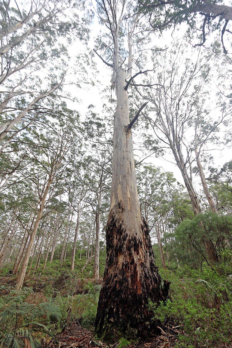 eucalyptus-diversiofolia-trunk-karri-karri