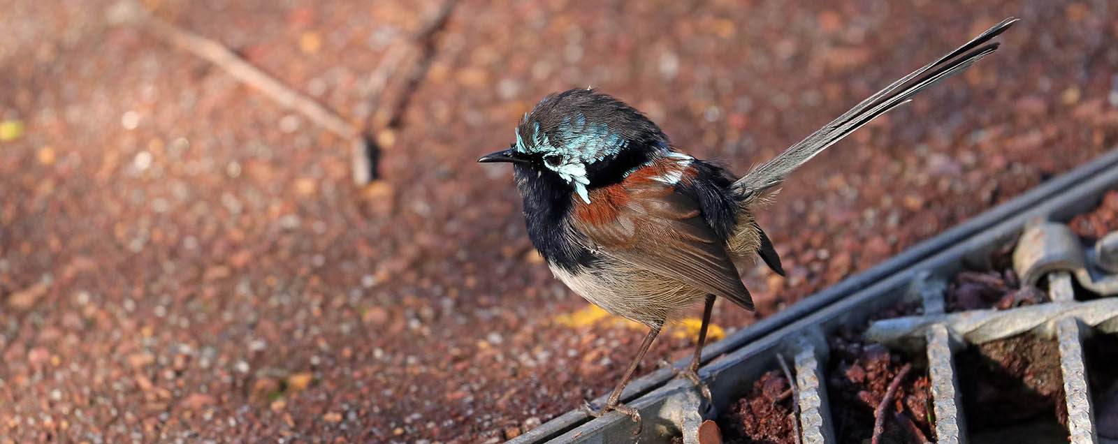 fairy-wren-red-winged-walpoole