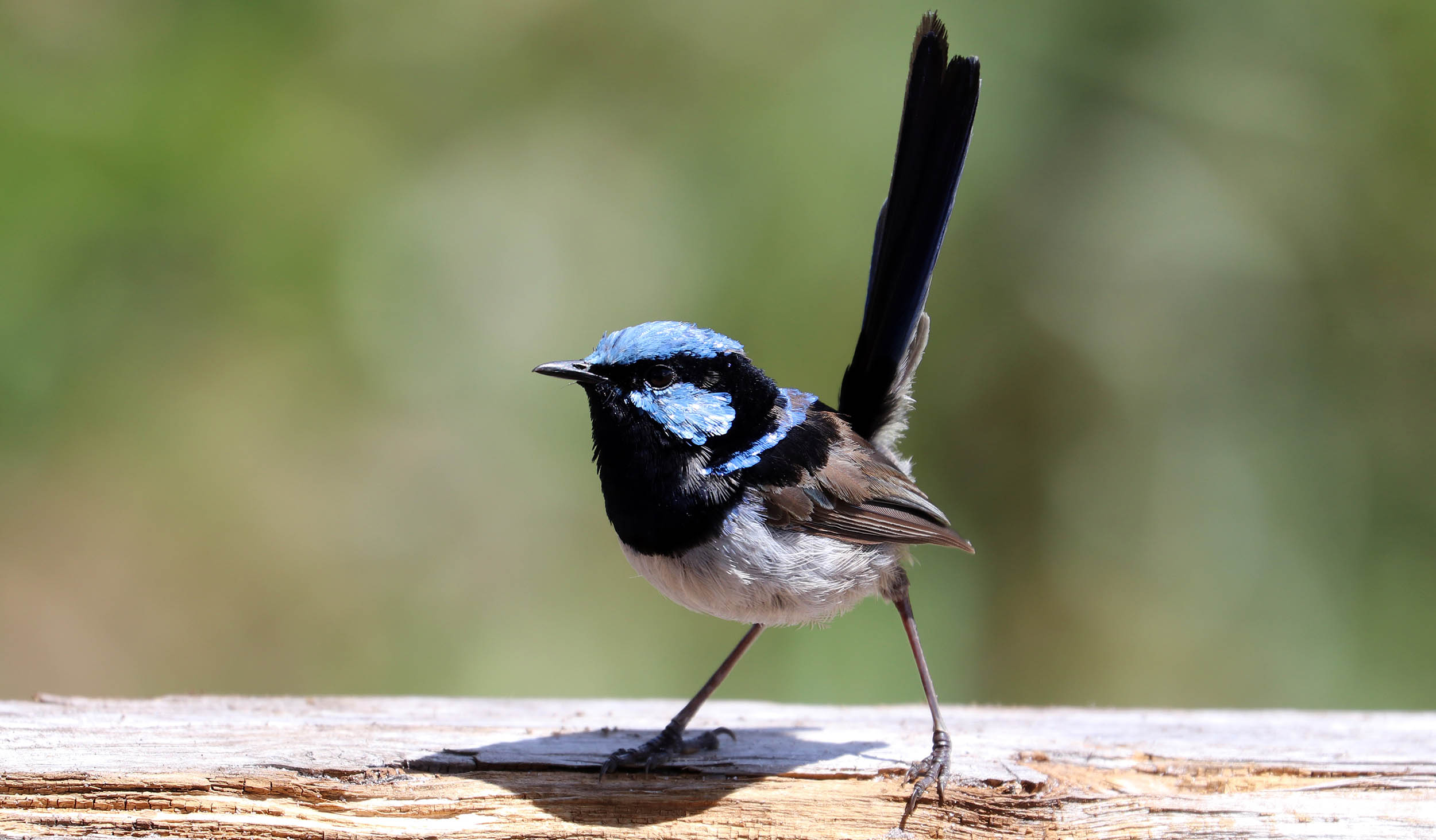 fairy-wren-superb-wineglass