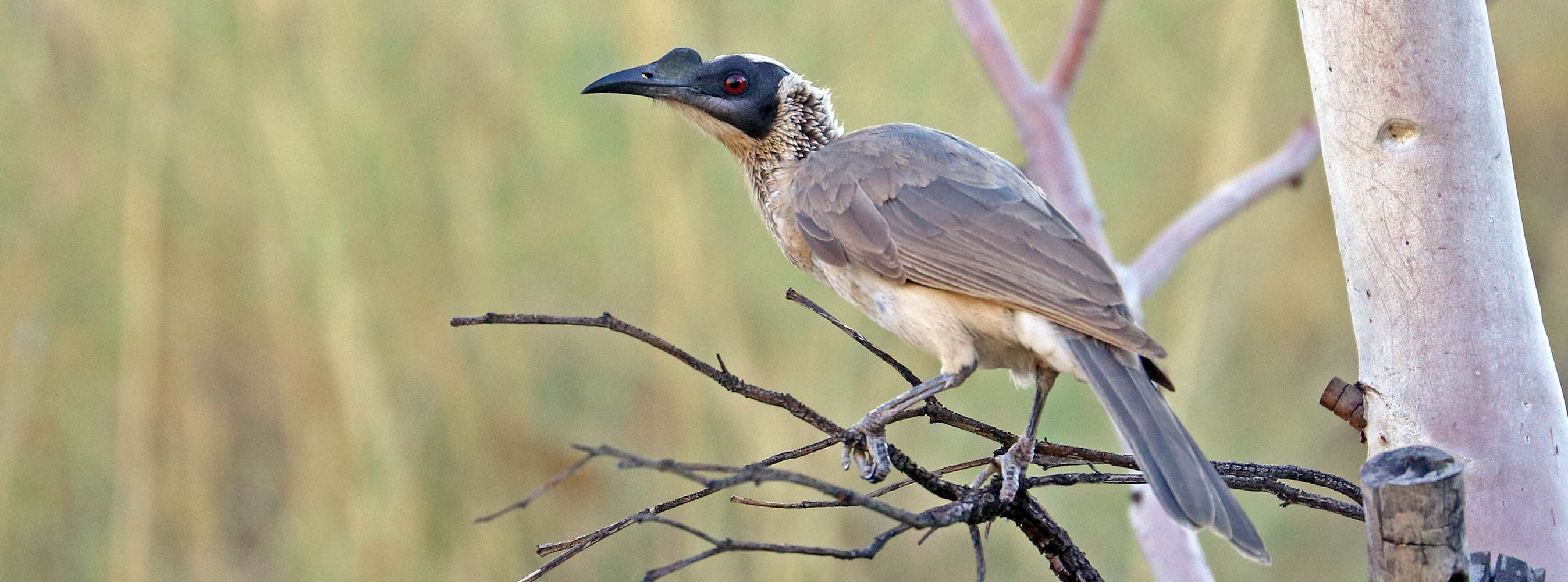 friarbird-silver-crowned-lake-mooroondah-mt-isa