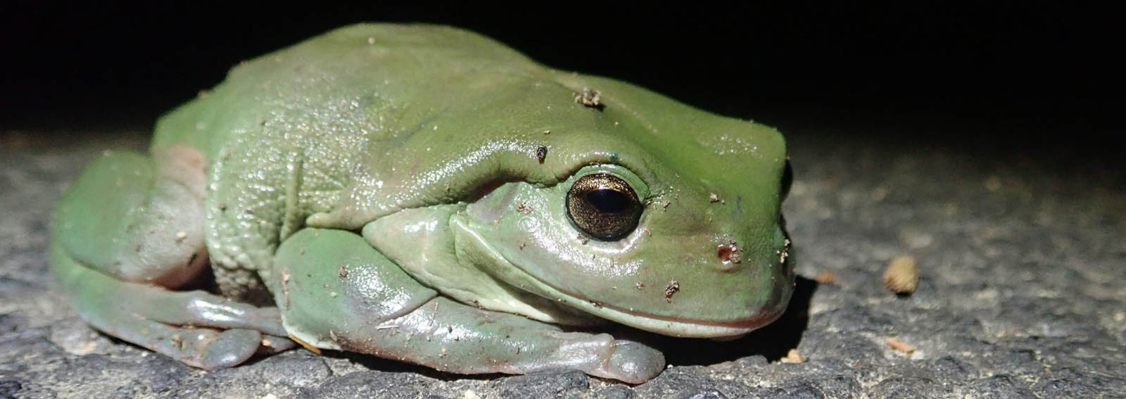 frog-green-tree-crows-nest