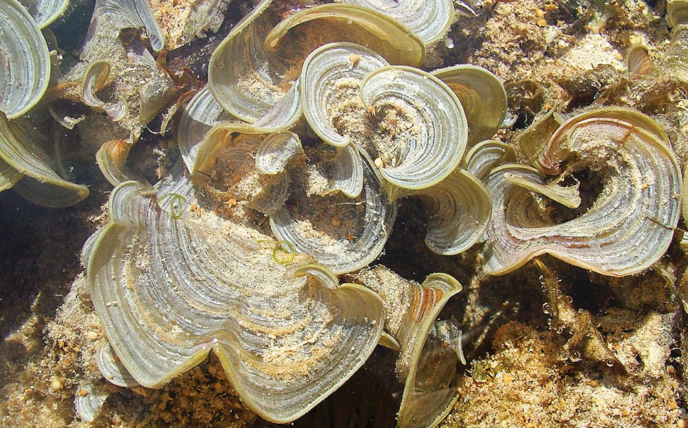 funnelweed-beach