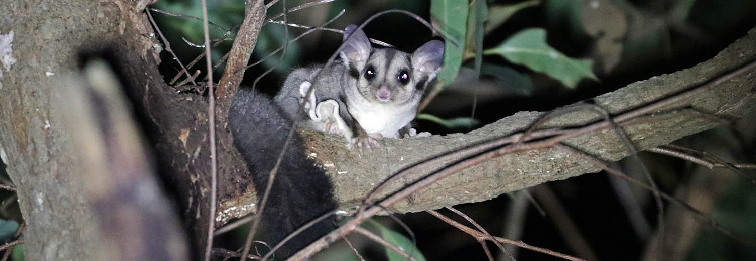 glider-squirrel-beerwah