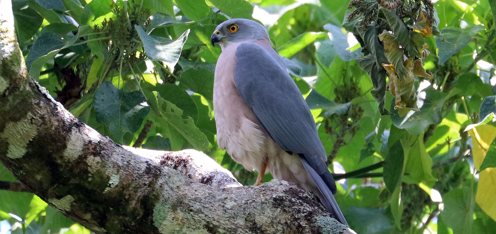 fiji-goshawk-tavenui-