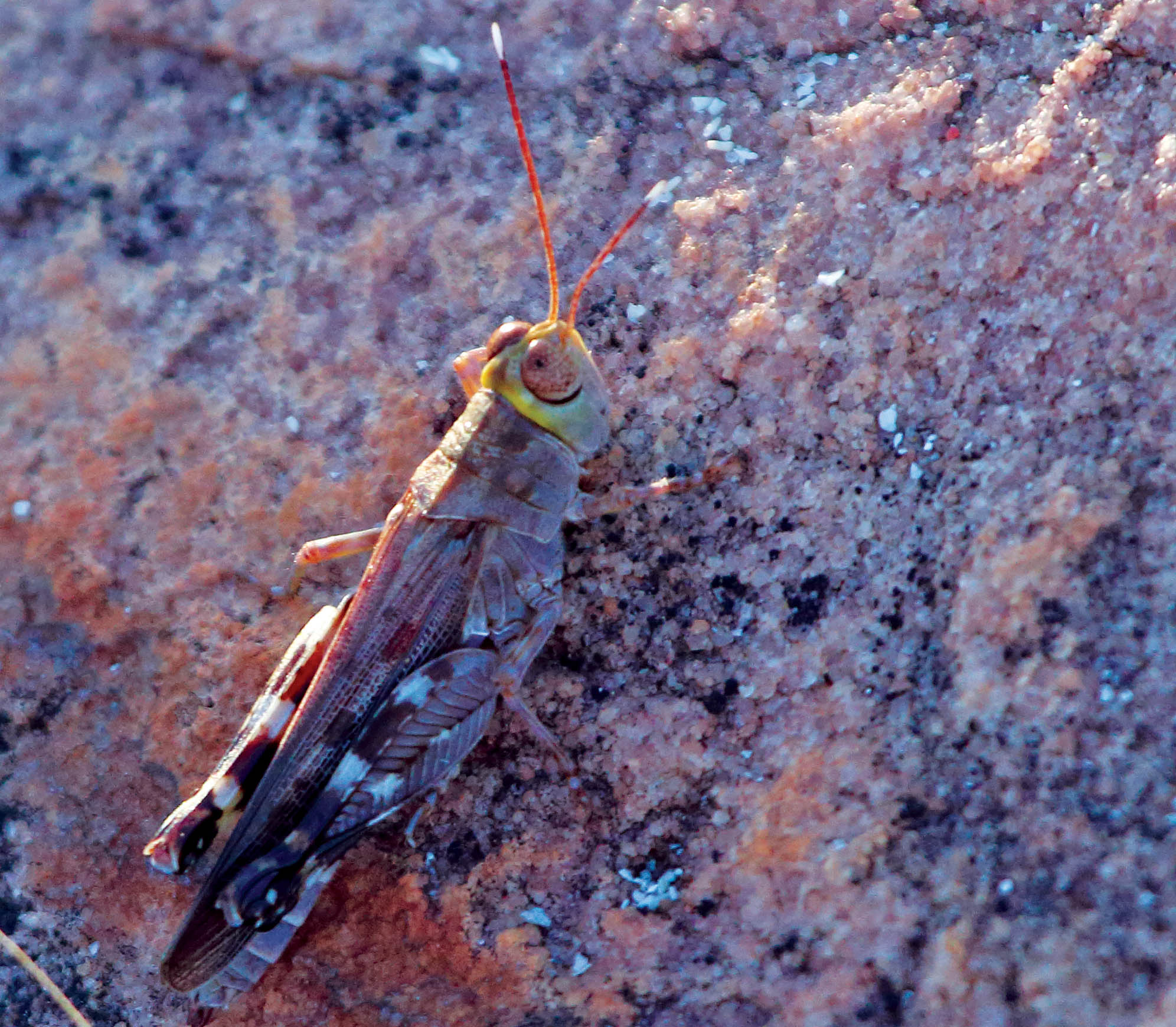 grasshopper-short-eared-jar