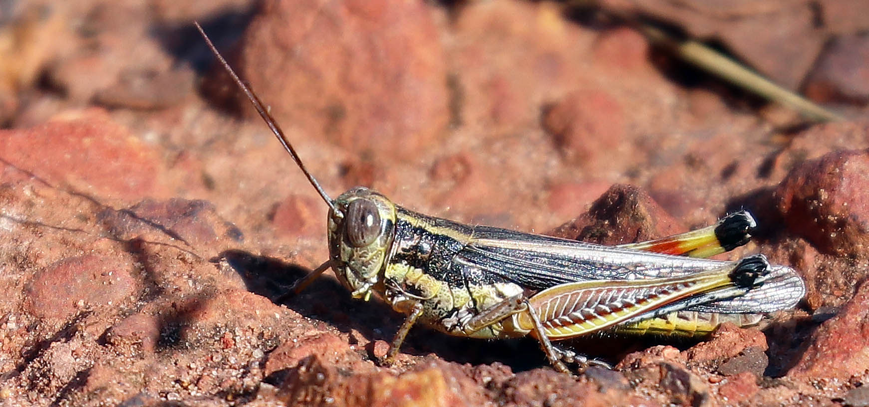 grasshopper-short-eared-manningrida