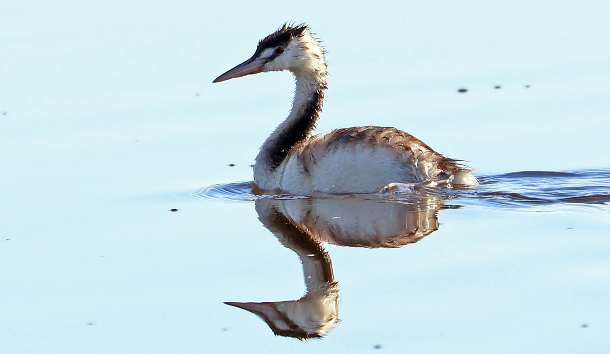 grebe-great-crested-hersman