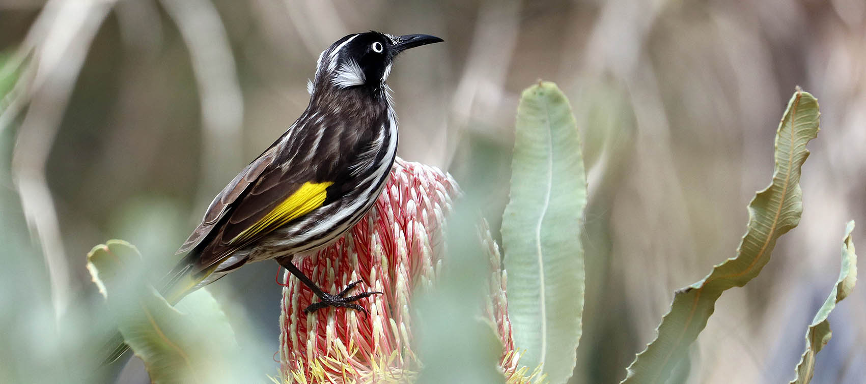 honeyeater-new-holland-yanchep