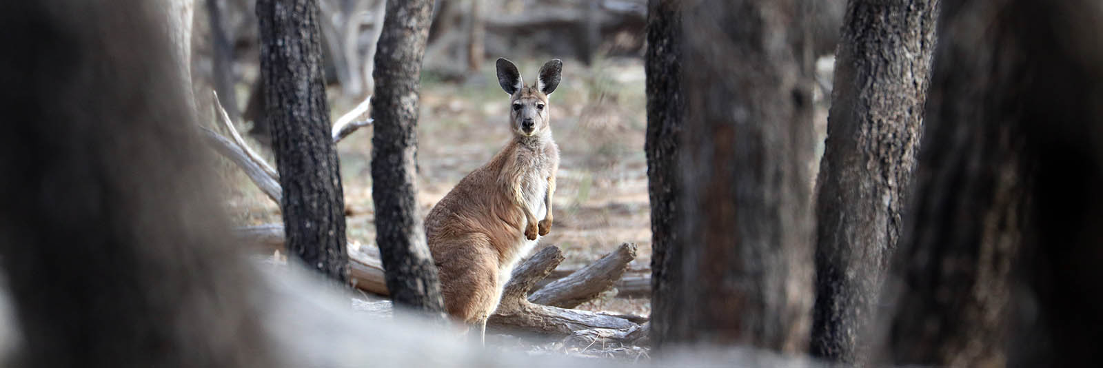 kangaroo-eastern-grey-grey-loyd-jones-weir