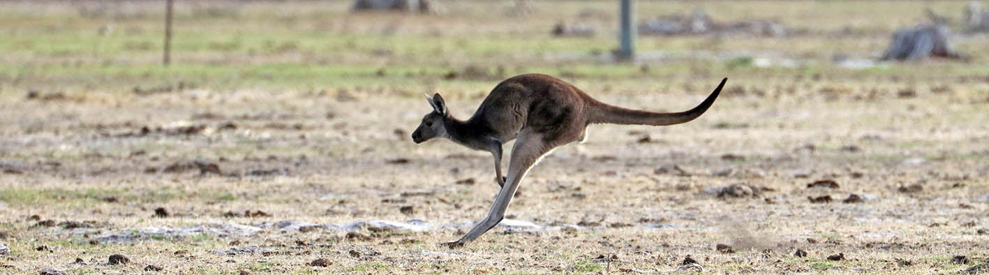 kangaroo-hopping