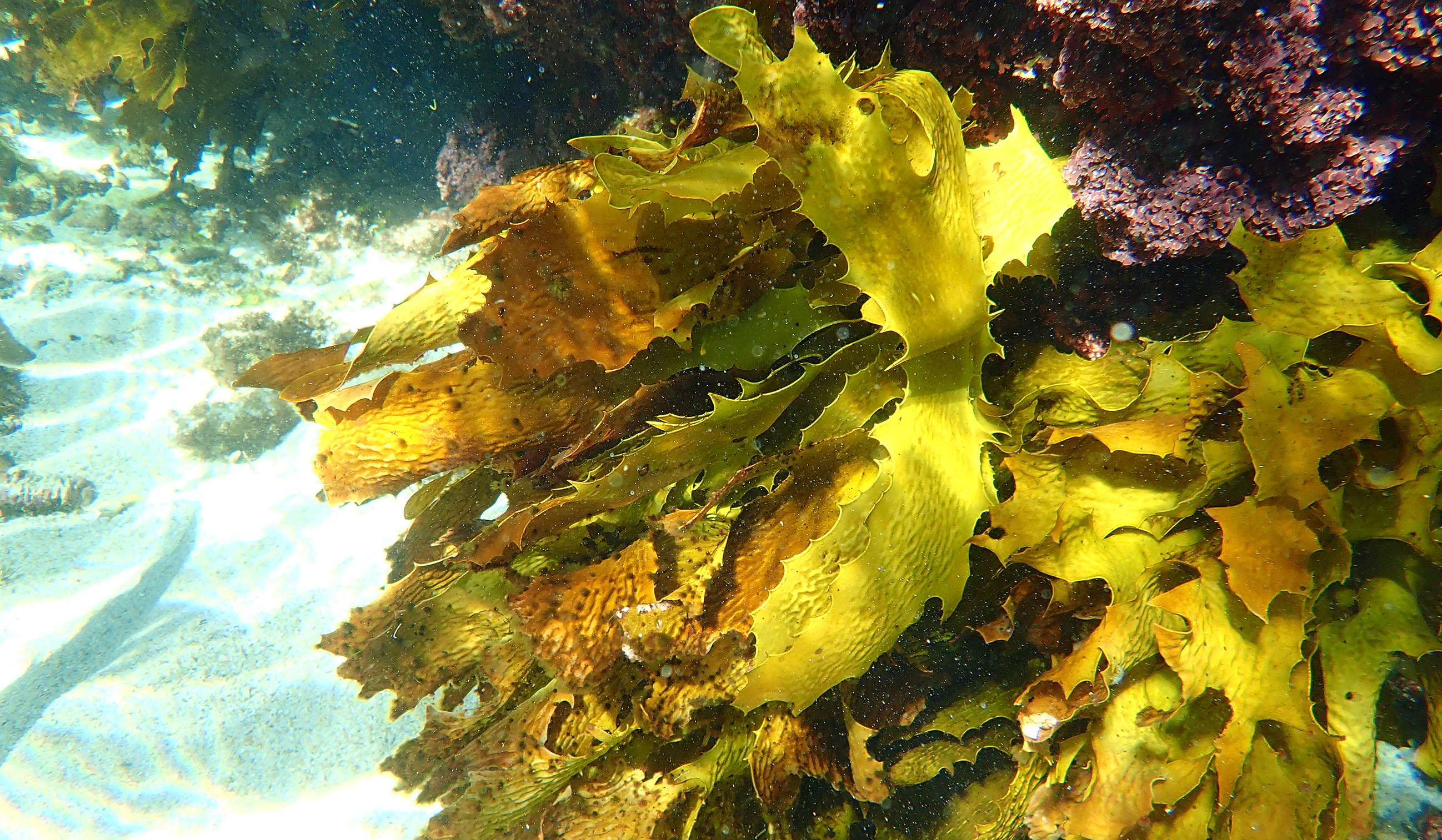 kelp-ecklonia-rottnest