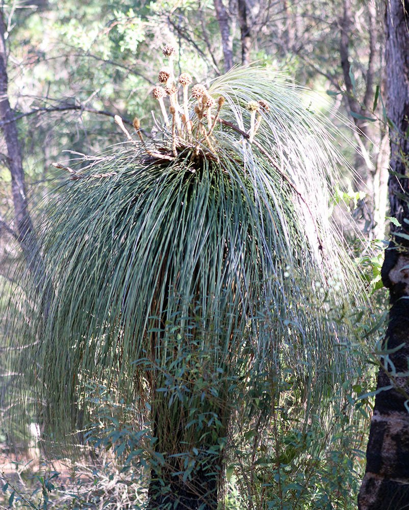 kingia-australis-mt-franklin