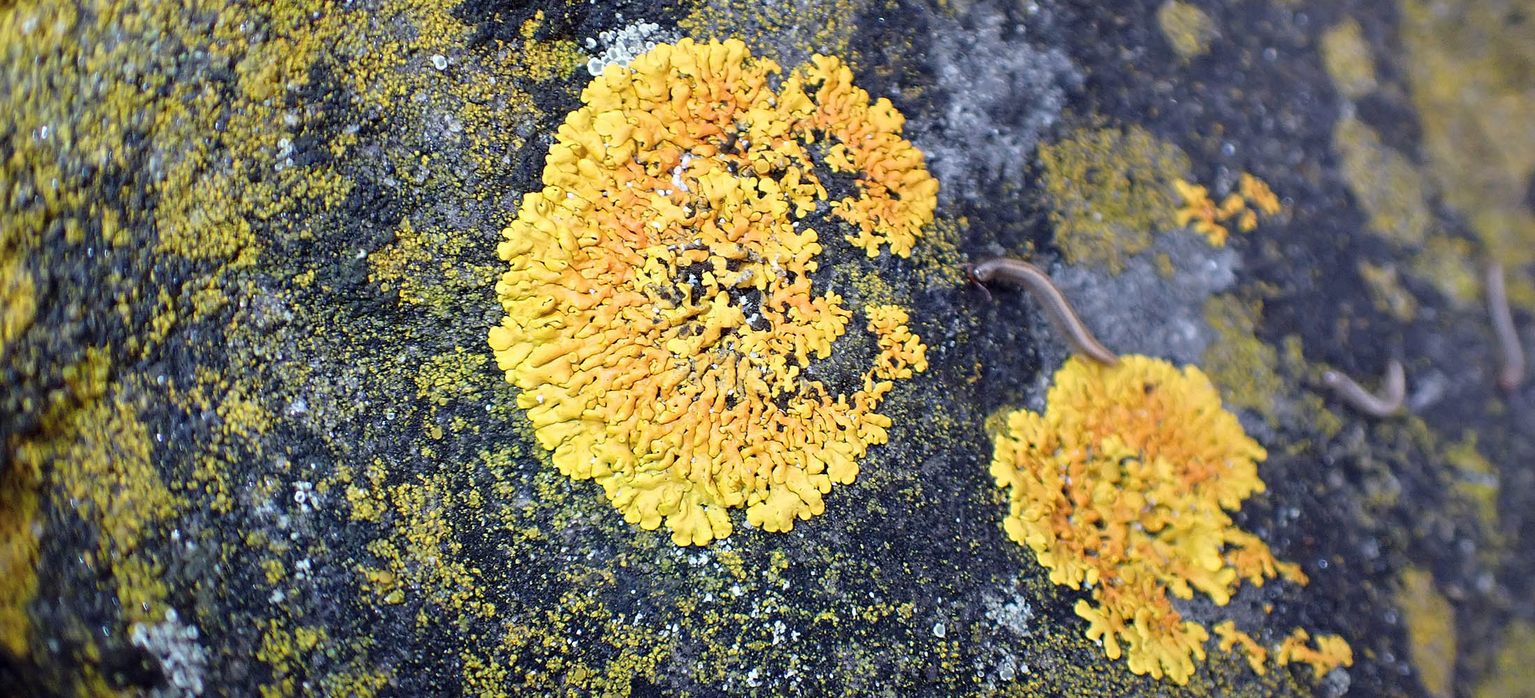 lichen-yellow-kangaroo-island