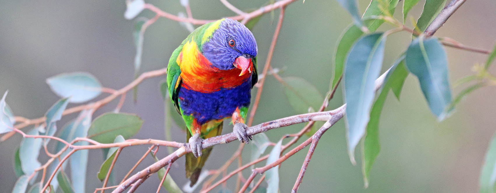 lorikeet-rainbow-kings-park