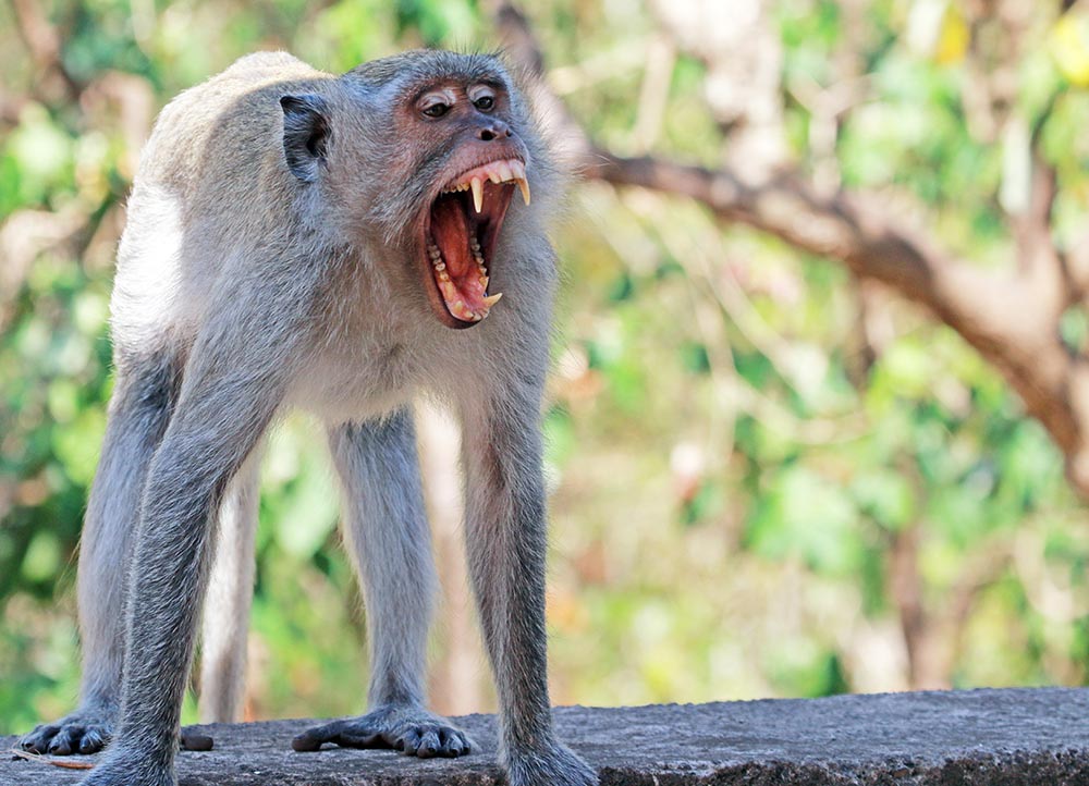 macaque-long-tailed-teeth-bali