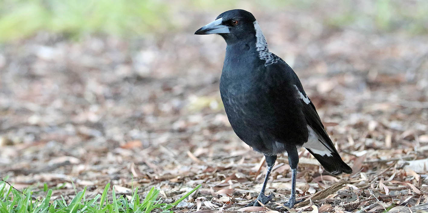 magpie-australian-kings-park