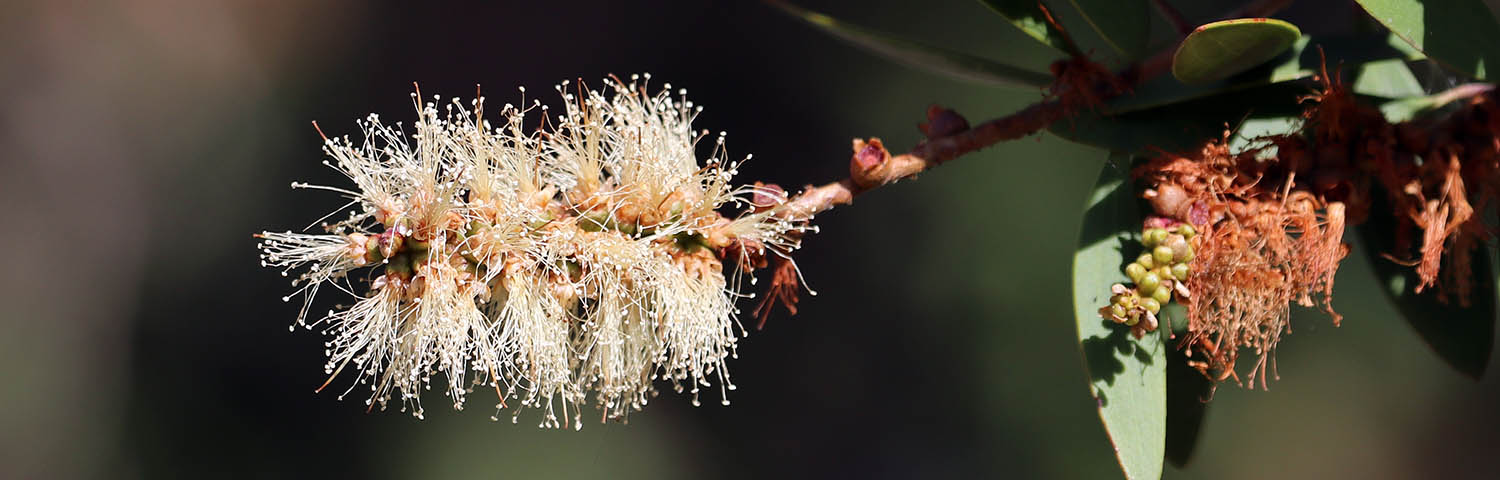 melaleuca-flower