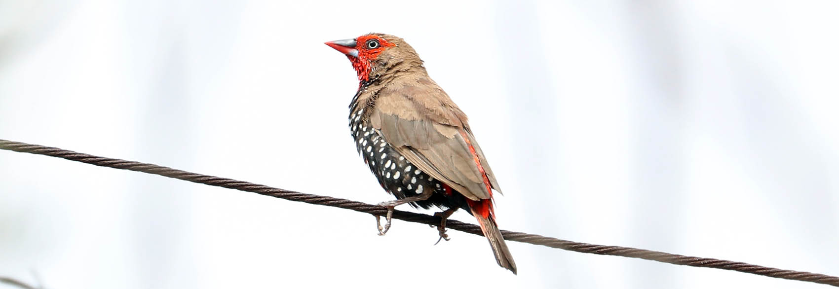 finch-painted-mt-isa