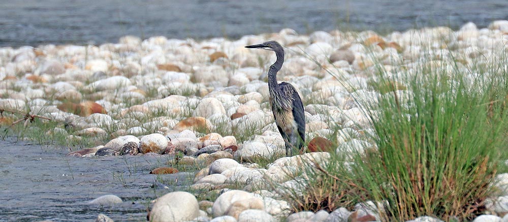 heron-White-throated