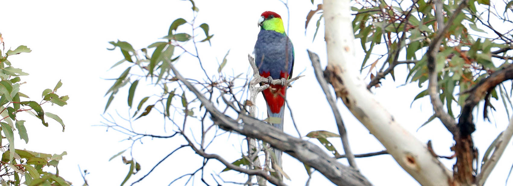 parrot-red-capped-john-forrest