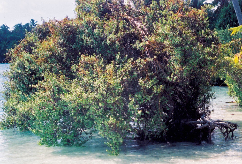 pemphis-tree-polynesia