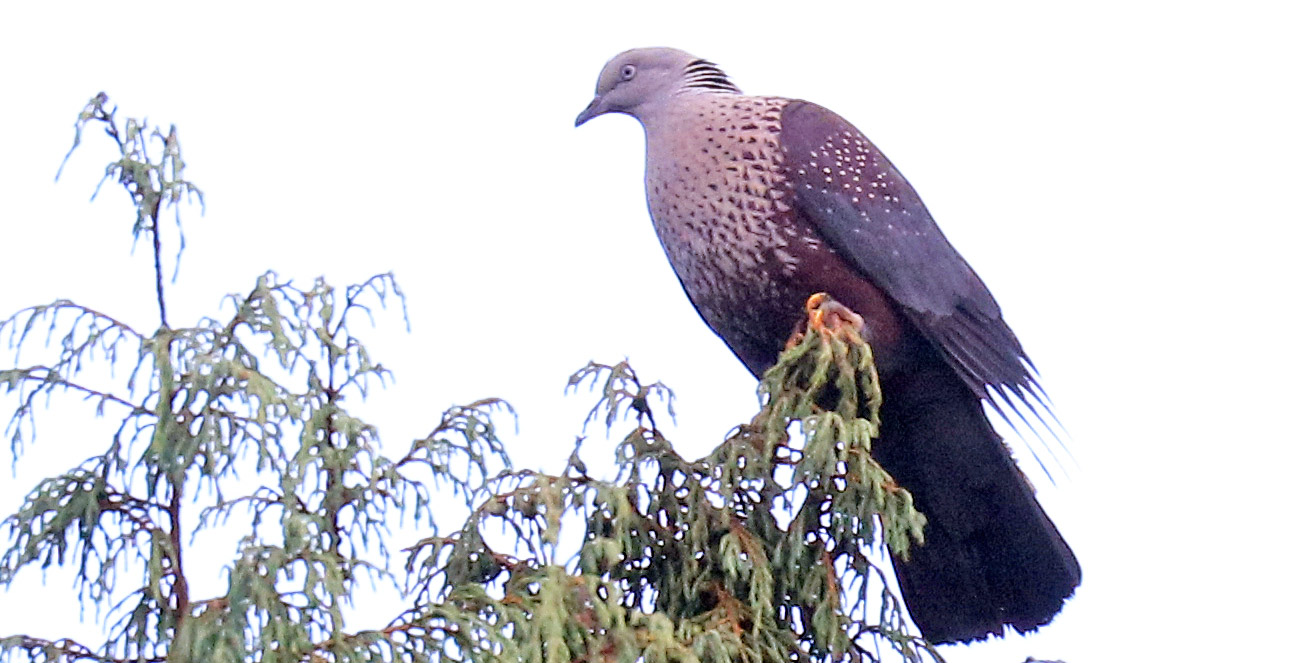 pigeon-speckled-bhutan
