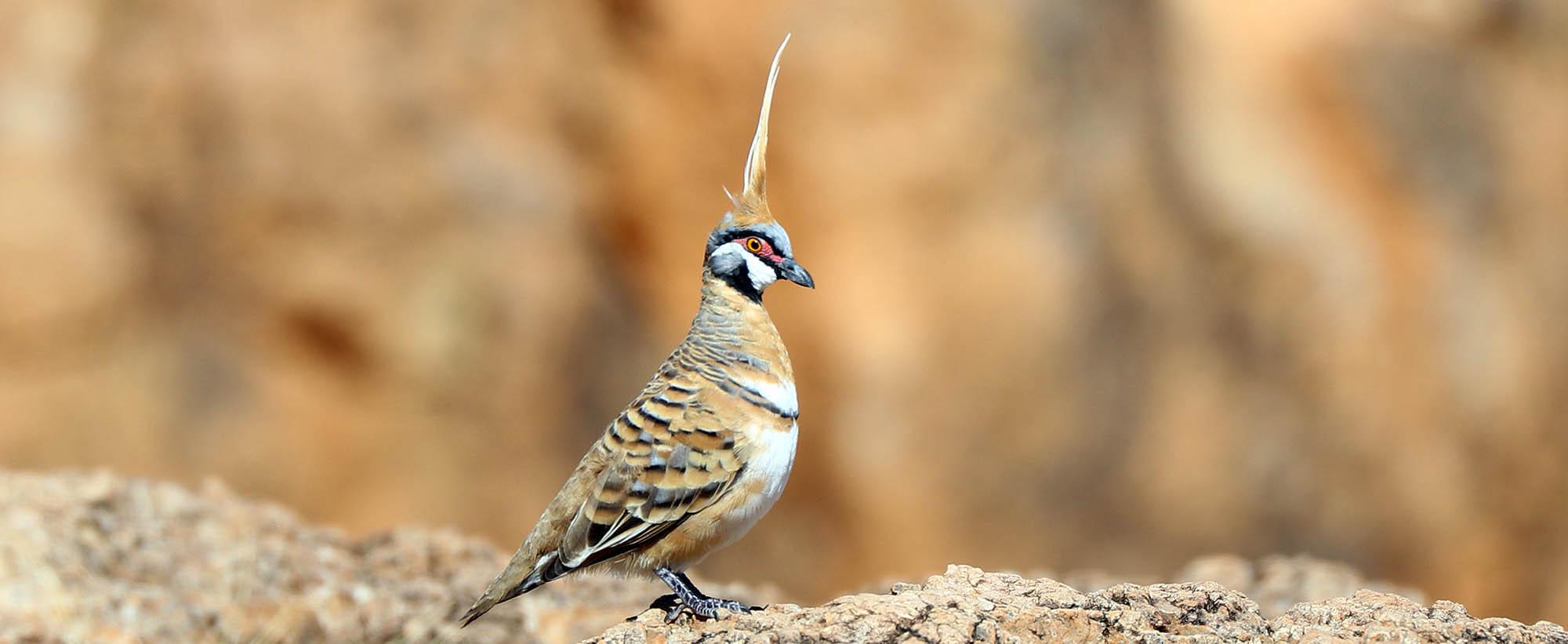 pigeon-spinifex-bladensberg-