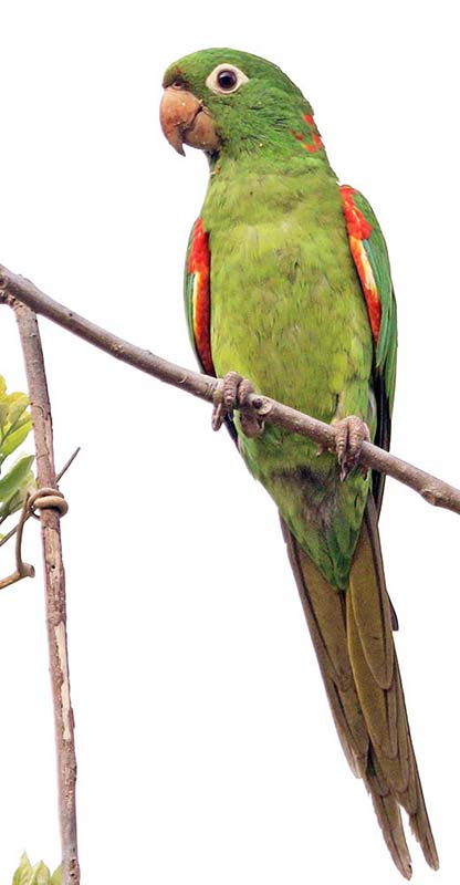 pousa-alegre-white-eyed-parakeet