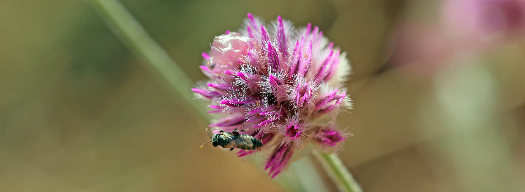 ptilotus-pilbara