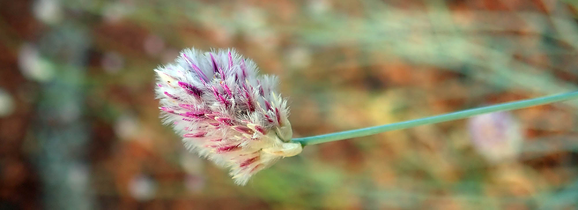 ptilotus-schwartzi-telstra-hill