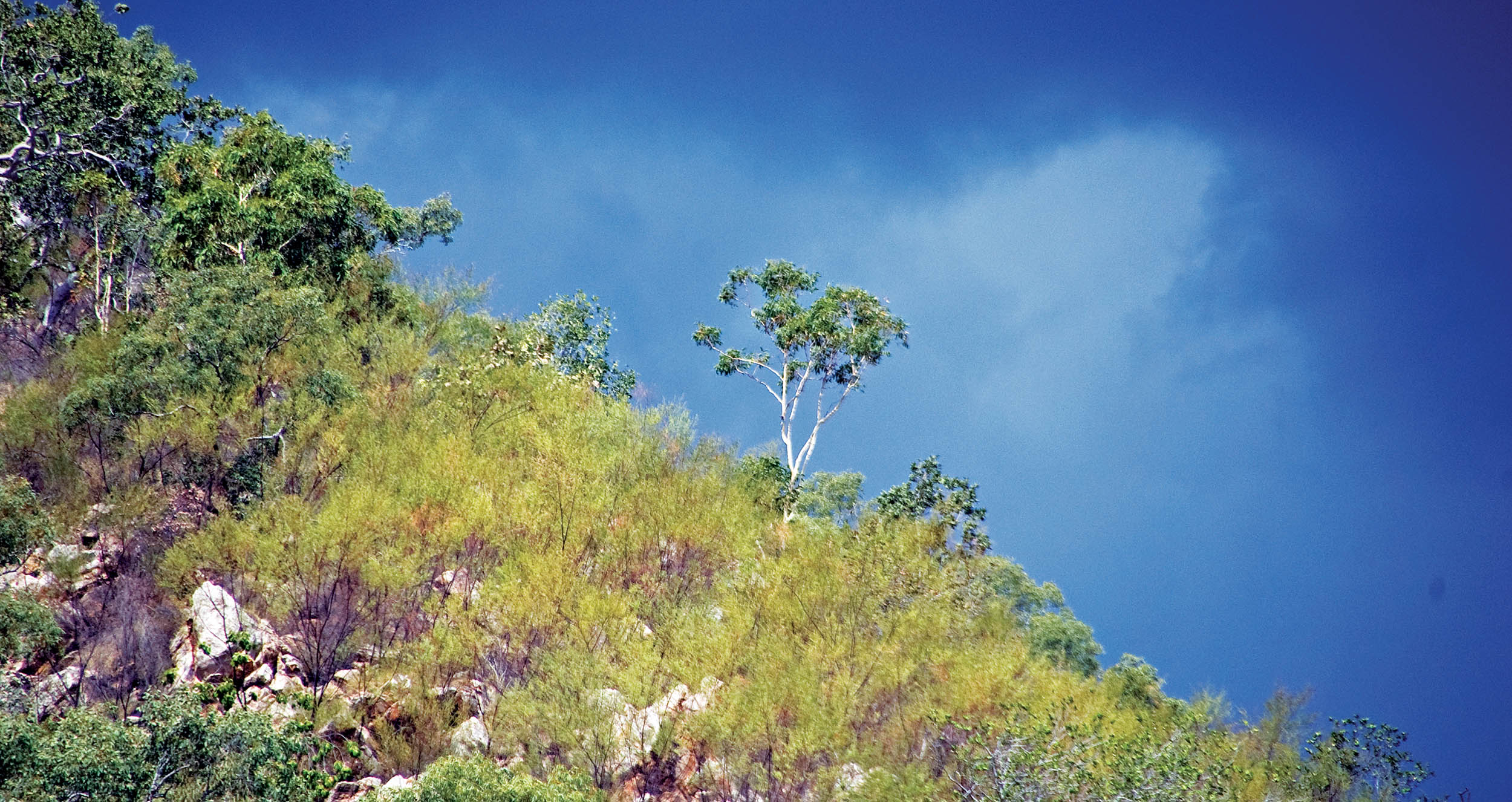 ridge-eucalyptus-woodland