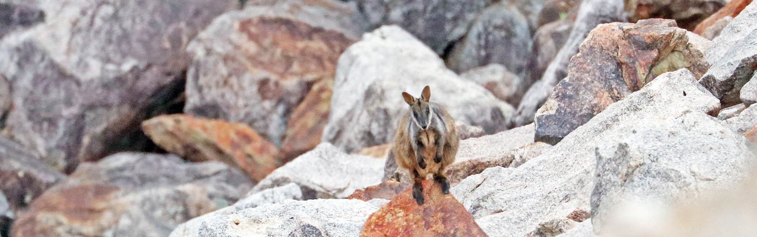 rock-wallaby-crows-nest