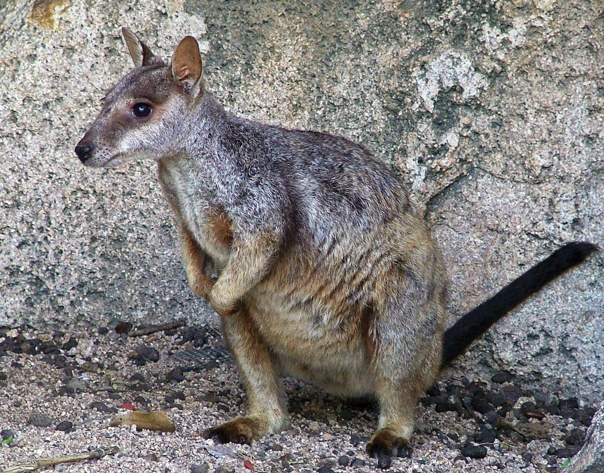 wallaby-rock-magnetic